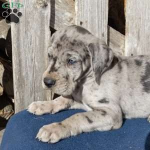 Blue Skye, Great Dane Puppy